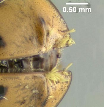 Media type: image;   Entomology 602487 Aspect: thorax lateral